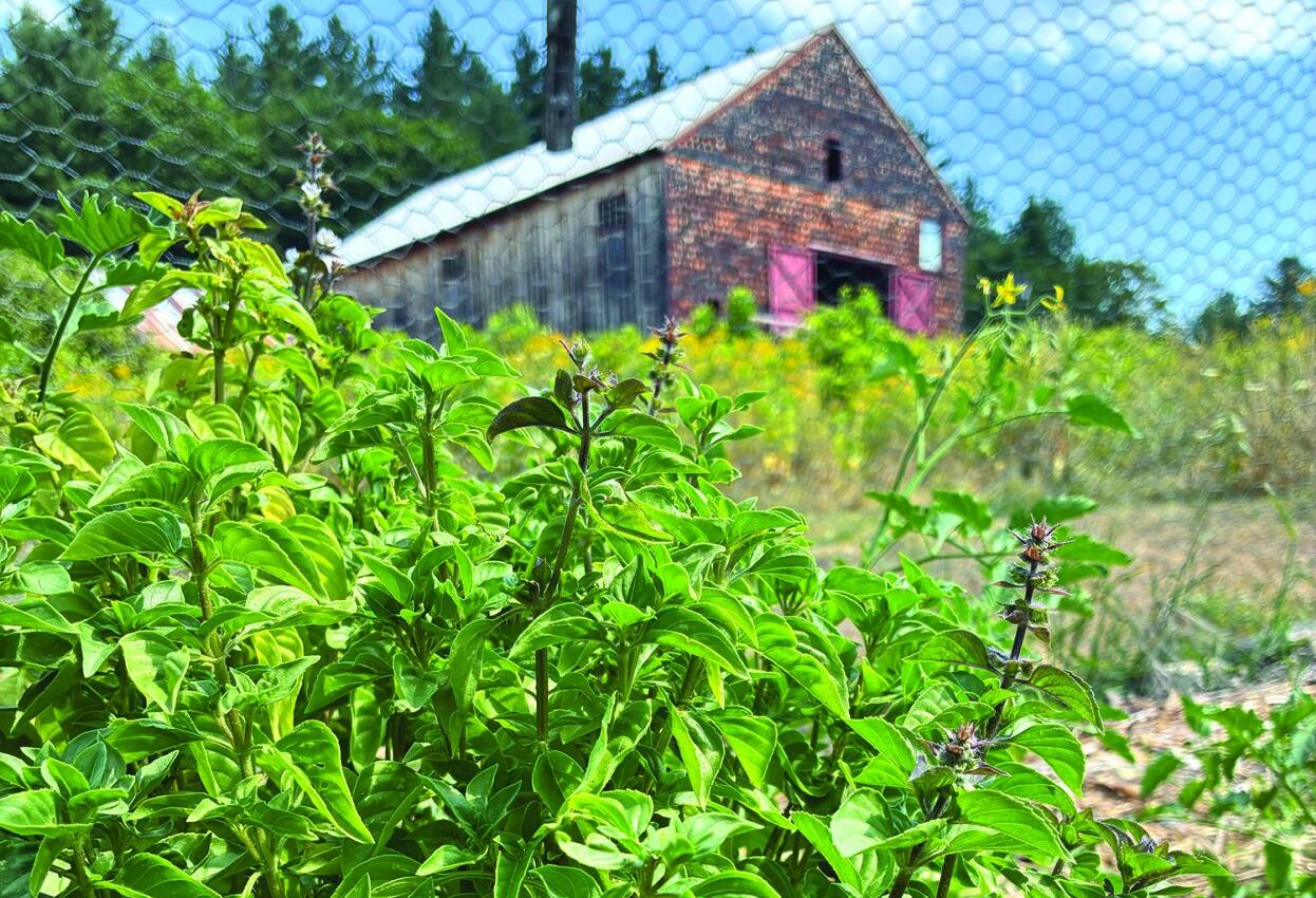 More Thoughts While Weeding: Basil, other herbs shine in dog days of summer